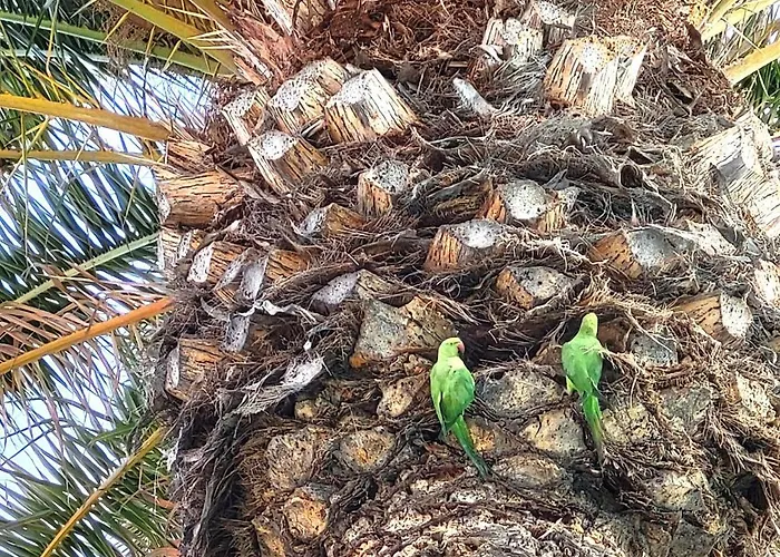 Sunnypalms Casa Mar 22 펜션 플라야 델 잉글스